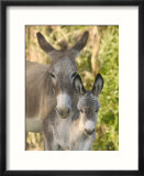 Mother and Baby Donkeys on Salt Cay Island  Turks and Caicos  Caribbean