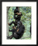 Young Male Chimpanzees Play  Gombe National Park  Tanzania