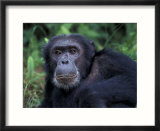 Male Chimpanzee Relaxing  Gombe National Park  Tanzania