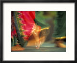 Indian Cultural Dances  Port of Spain  Trinidad  Caribbean