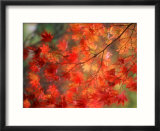 Fall Maple Leaves