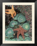 Tidepool of Sea Stars  Green Anemones on the Oregon Coast  USA