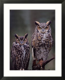 Great Horned Owls  Washington  USA