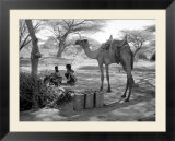 Local Men of Somaliland with Their Camels  1935