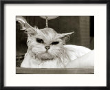 Bella the Persian Cat Gets a Soaking to Prepare Her for Shows  April 1985