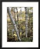 Birch Tree Along Lakeshore