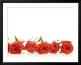 Row Of Red Roses