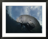 Close view of a Florida manatee in Floridas Crystal River