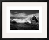 White horse swimming