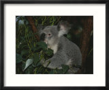 A koala clings to a eucalyptus tree in eastern Australia