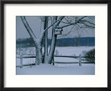 Snow blankets a tree and birdhouse