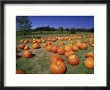 Pumpkin patch  CA