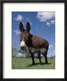 Domestic Donkey  Wisconsin  USA