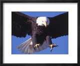 Bald Eagle Flying