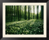 Spring forest view with anemones  Rugen Island in the Baltic Sea