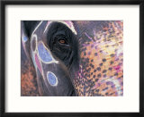 Goa  India  Close-Up of Elephants Eye