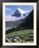 Mt Ausangate in Rear with Alpacas in Valley  Peru