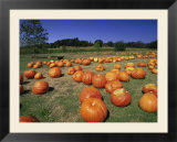 Pumpkin patch  CA