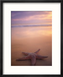 Starfish  Pigeon Pt  Tobago