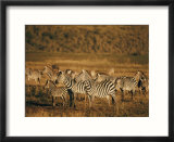 Zebras herd in the Ngorongoro Crater