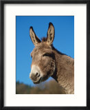 Domestic Donkey Head Portrait  Europe