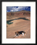 Beagle Dog at Lake Powell  UT