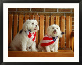 Maltese Dogs Wearing the American Flag