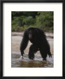 An adult chimpanzee hoots aggressively at visitors