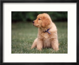 Six-week-old Yellow Labrador Puppy