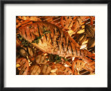 Grilled Fish and Shrimp