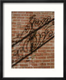 Shadow patterns of a lone vine and a wrought iron fence across a wall