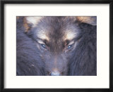 Furry Creature