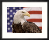 American Bald Eagle Portrait Against USA Flag