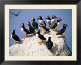 Puffins on Rock at Machias Seal Island