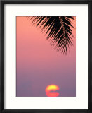 Palm Frond Silhouetted at Sunset  USA