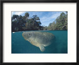 Dwest Indian Manatee  Split Level  Homosassa River  Florida  USA
