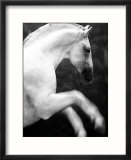 White horse prancing