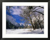 Trees and Mountains  Winter  Yosemite Valley  USA