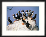 Puffins on Rock at Machias Seal Island