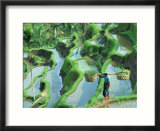 Man in rice paddies  Bali  Indonesia
