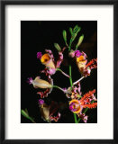 Detail of Orchid  Flowers Bay  Honduras