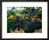 Grapes Growing at Mirassou Vineyards  San Jose  USA