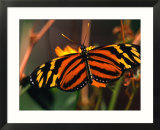 Danalid Butterfly  Costa Rica