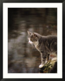 Cat on rock