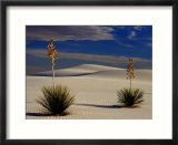Two yuccas in sand