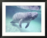 Manatee  Crystal River NW Refuge  FL