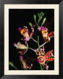 Detail of Orchid  Flowers Bay  Honduras