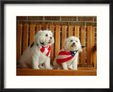 Maltese Dogs Wearing the American Flag