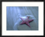 Harris Beach  Starfish  Oregon