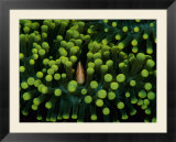 A clown fish (Amphiprion bicinctus) hiding in anemones